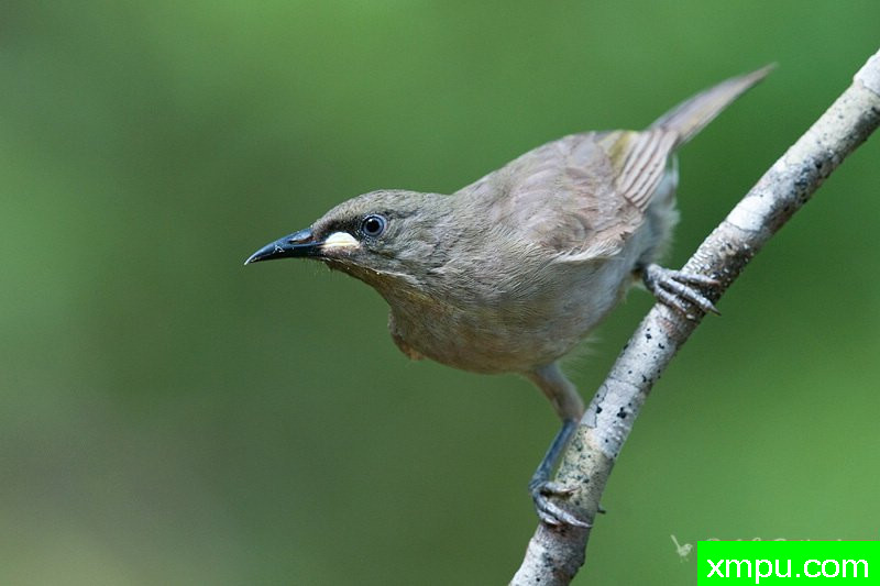 白目瞪口呆哈尼伊特尔---著名荒野摄影师：杰拉德摄影