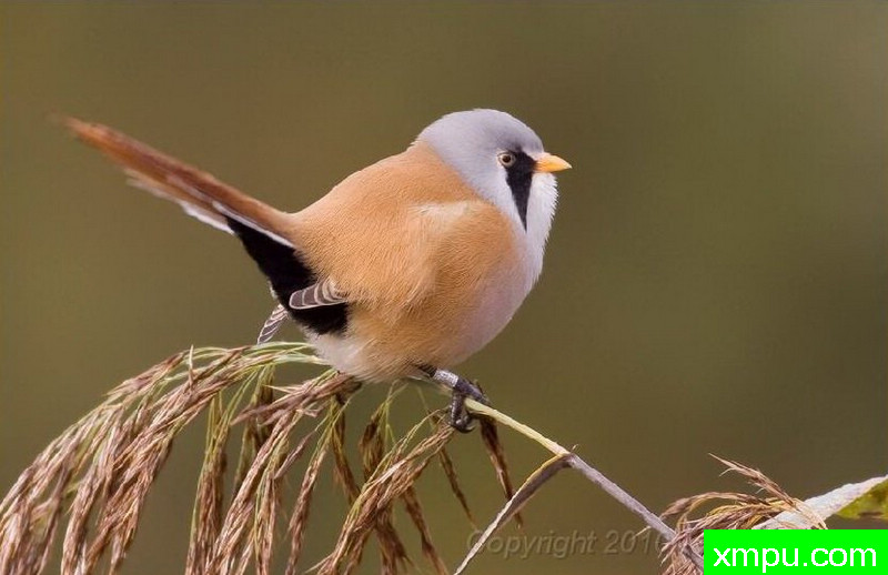 黑三角--自然摄影师：菲利普Mineur [法国]