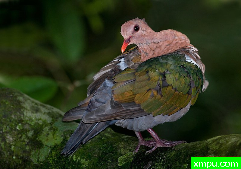 埃默拉尔德达夫[澳大利亚]--摄影师：杰拉德Satherley摄影