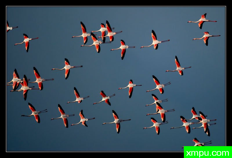飞天火烈鸟02---摄影师： Giangiorgio Crisponi摄影