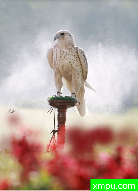 神鹰的眼睛---著名摄影师：菲利克斯摄影