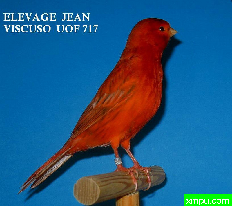 金丝雀-玛瑙胭脂intensif Topaze  ---著名摄影师：canarisime 摄