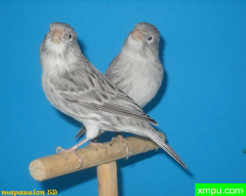 金丝雀- femelles玛瑙相思porteur topaze 2--著名摄影师：mapass