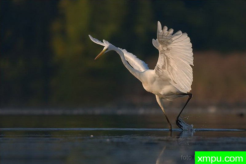 大白鹭-著名荒野摄影师：克里斯托弗Sztaba 摄影
