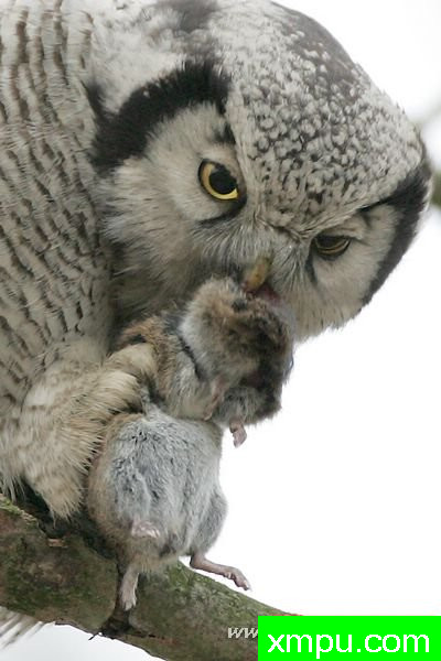 北鹰鸮（Surnia ulula）---著名摄影师：Cezar摄影