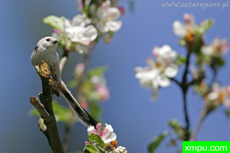 长尾山雀（Aegithalos尾状--著名摄影师：Cezar摄影