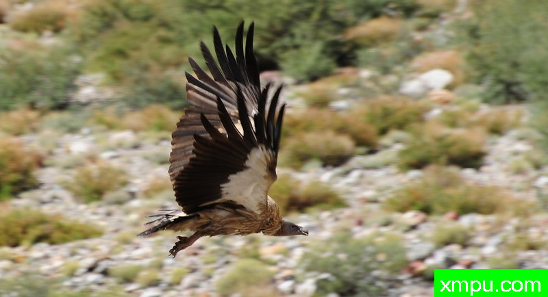 喜马拉雅秃鹫Himalayan_vulture_in_flight_--著名摄影师：Jan Re