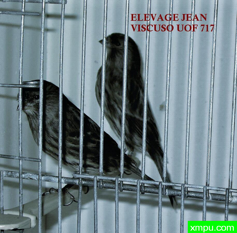 金丝雀-辄玛瑙jaune mosaique femelle élevage---著名摄影师：c