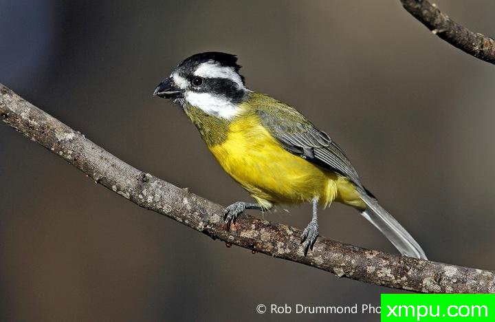 凤头翠海鸟---著名荒野摄影师：罗布德拉蒙德摄影