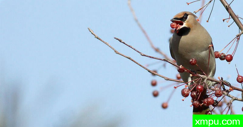 太平鸟觅食图---著名自然摄影师：风邪摄影