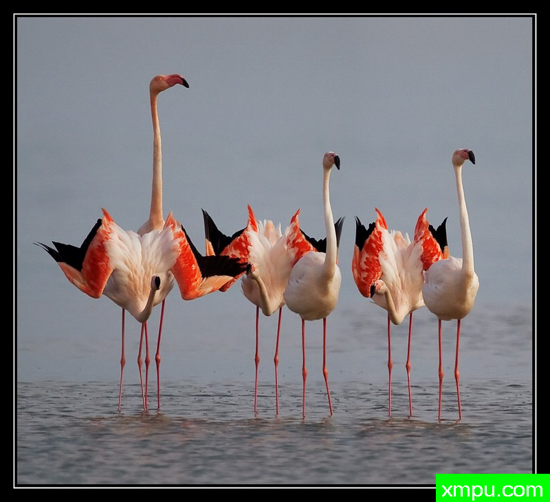 婚礼巡游---摄影师： Giangiorgio Crisponi摄影