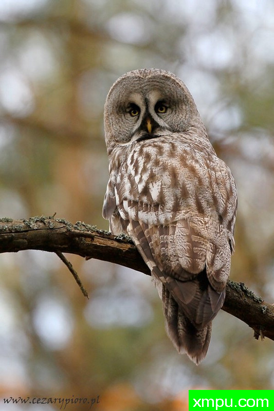 乌林鸮---著名摄影师：Cezar摄影