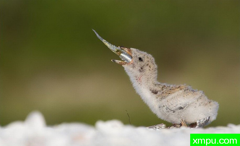 一口吞---著名摄影师：罗尔夫Hicker。自然摄影[美国]