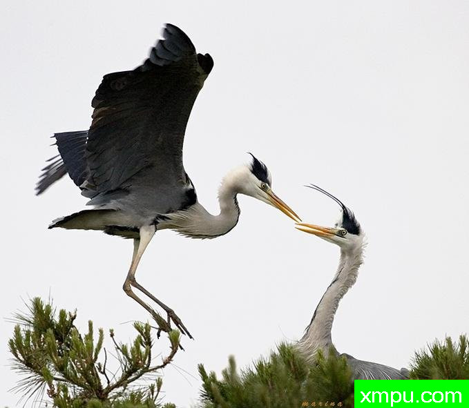 加萨斯--著名自然摄影师：匡卡诺摄影