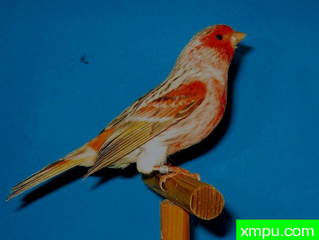 金丝雀-玛瑙mosa&iuml;que胭脂Topaze男---著名摄影师：canarisim