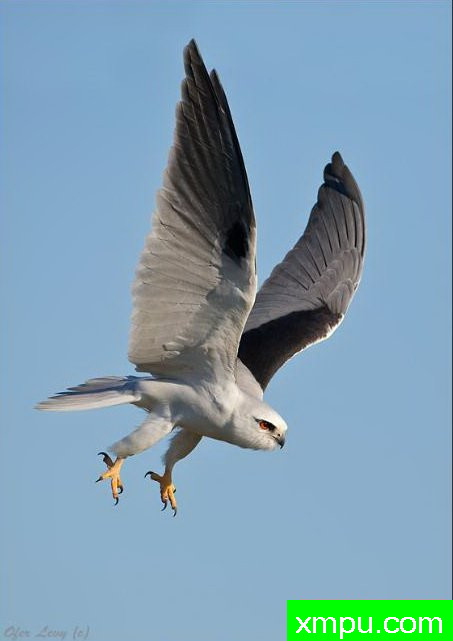 黑肩鸢05--著名荒野摄影师：杰拉德摄影