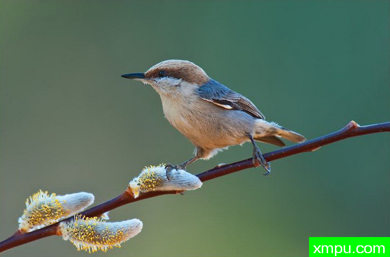 主人是我--著名摄影师：大卫考特尼摄影