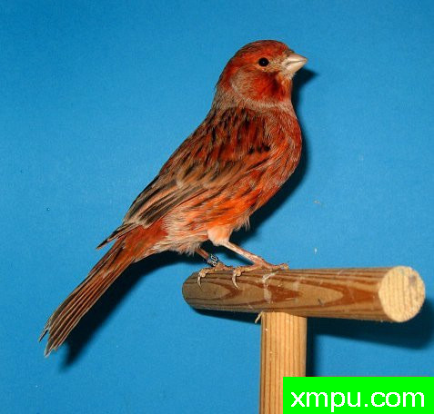 金丝雀-笑傲femelle玛瑙胭脂schimel --著名摄影师：canarisime