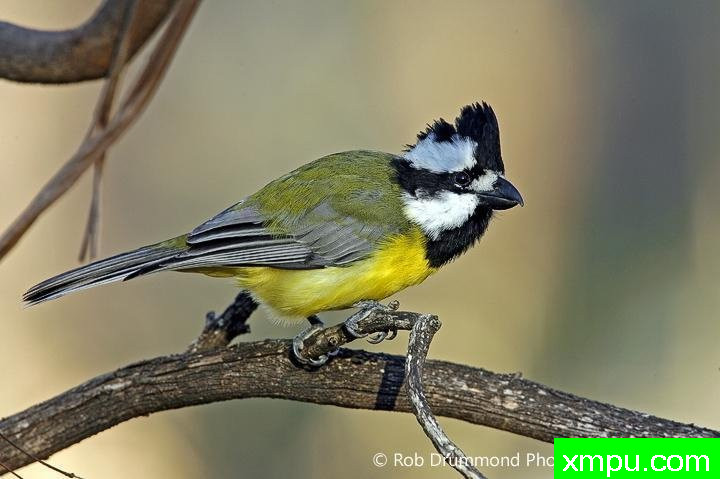 凤头翠海[澳大利亚]--著名荒野摄影师：罗布德拉蒙德摄影