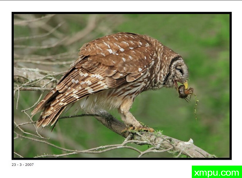 克罗菲什照片鸮 - 大卫肖万张照片