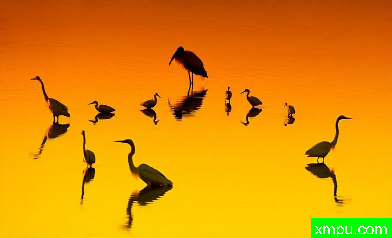 大家族---著名摄影师：罗尔夫Hicker。自然摄影[美国]