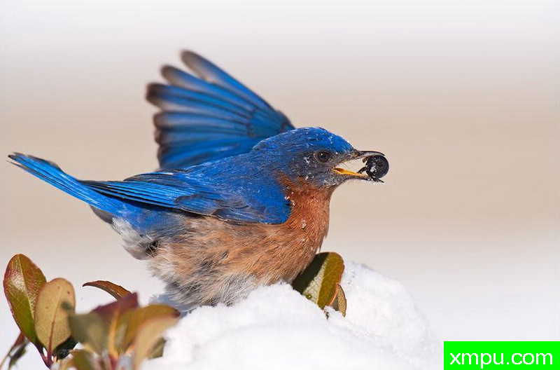 东方兰鸟--著名摄影师：大卫考特尼摄影