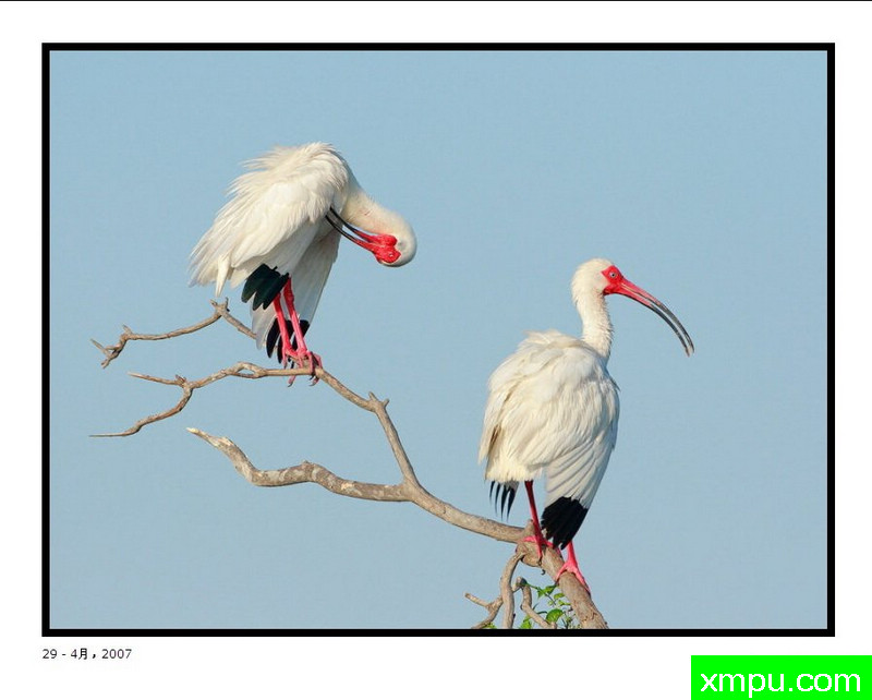 怀特伊比什--大卫肖万张照片