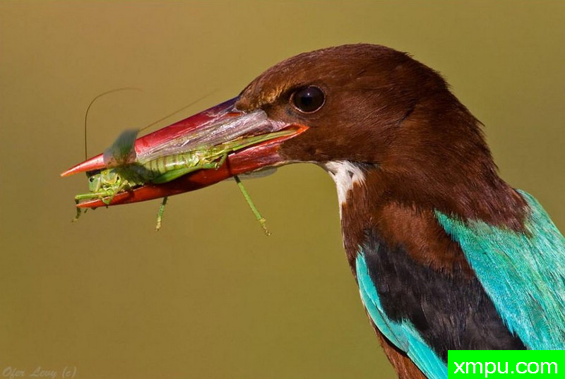翠鸟01---著名荒野摄影师：杰拉德摄影