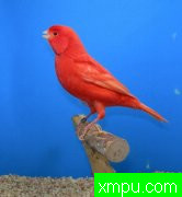 金丝雀2011---流行的色彩[打开音箱-配曲自动播放][四]