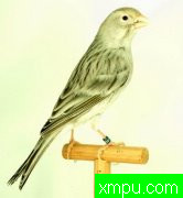 金丝雀2011---流行的色彩[打开音箱-配曲自动播放][四]