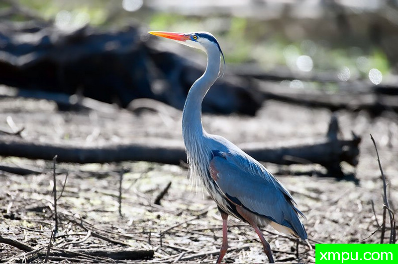 大蓝鹭---著名摄影师：塞德里克雅凯摄影
