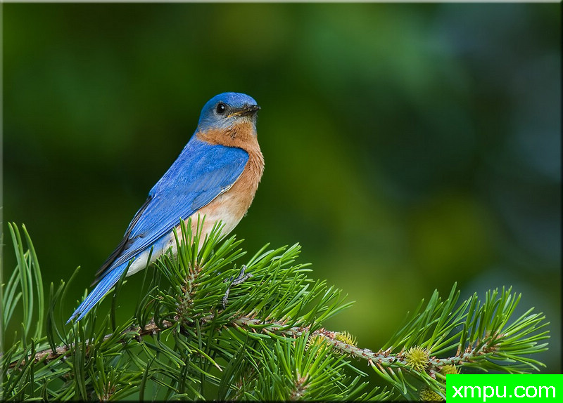 东方蓝鸟[美国] --摄影师:迈克尔特德尔摄影