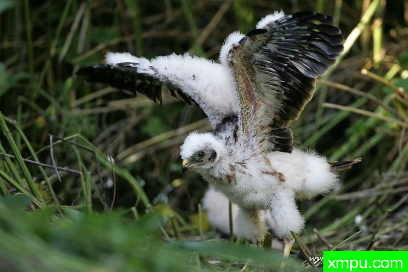 小蒙塔古的鹞---著名摄影师：Cezar摄影