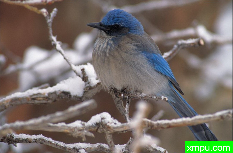 冬雪--著名自然摄影师：肯阿彻摄影
