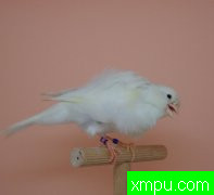 金丝雀2011---流行的色彩[西班牙][打开音箱-配曲自动播放][五]