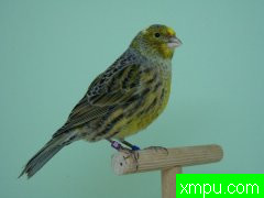 金丝雀2011---流行的色彩[西班牙][打开音箱-配曲自动播放][五]