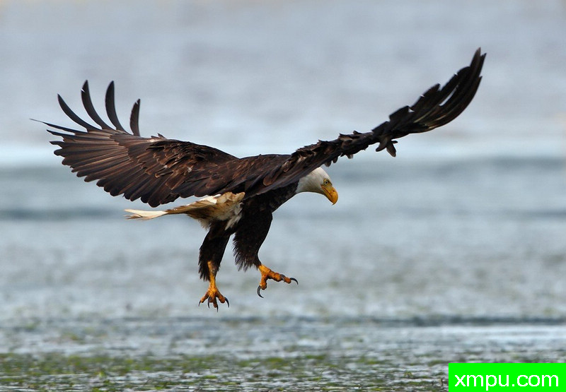 渔猎秃鹰-著名摄影师：TMJ摄影[美国]