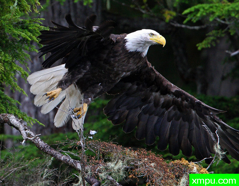 阿拉斯加鹰---著名摄影师：TMJ摄影[美国]