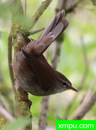 塞蒂--著名自然摄影师：菲利普Mineur [法国]