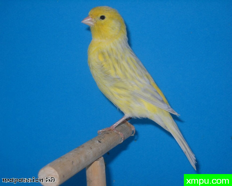 金丝雀-男性玛瑙opale jaune希米尔--porteur勃朗峰  ---著名摄影