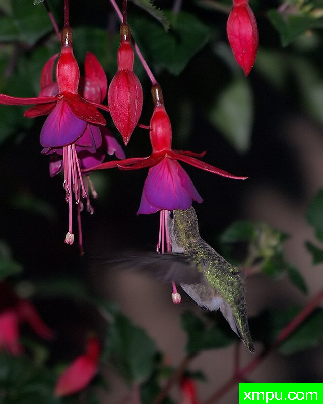 褐色蜂鸟与花-著名摄影师：TMJ摄影[美国]