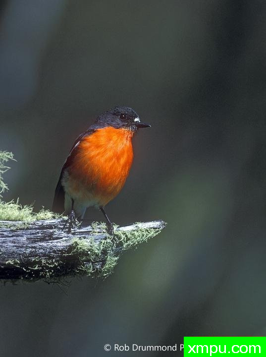 火焰罗宾[澳大利亚]--著名荒野摄影师：罗布德拉蒙德摄影