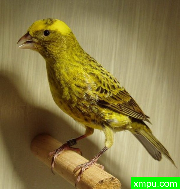 金丝雀--蜥蜴金丝雀[伊朗]