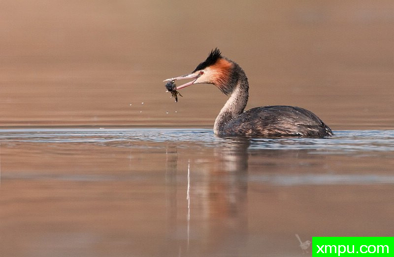 凤头鸊鷉 --著名荒野摄影师：杰拉德摄影