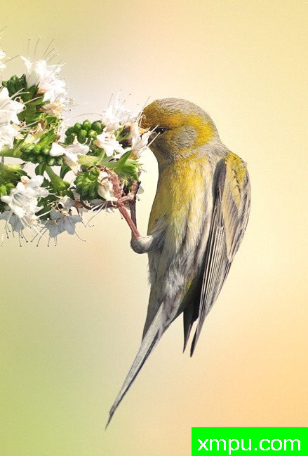 寻找餐 --摄影培育师：何塞米格尔罗德里格斯摄影[法国]