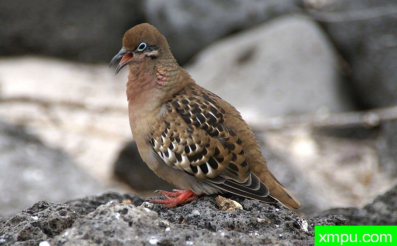 加拉帕戈斯鸽-Galapagos_dove_%28Zenaida