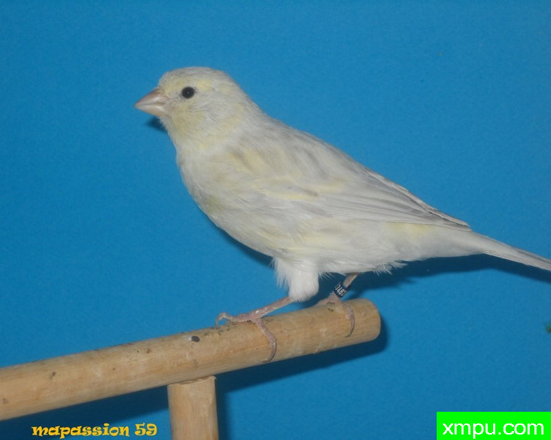 金丝雀-femelle玛瑙opale jaune科特迪瓦希米尔  ---著名摄影师：