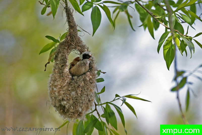 Remiz01---著名摄影师：Cezar摄影