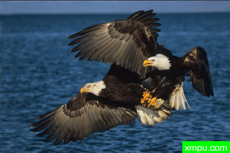 争夺战--著名自然摄影师：肯阿彻摄影