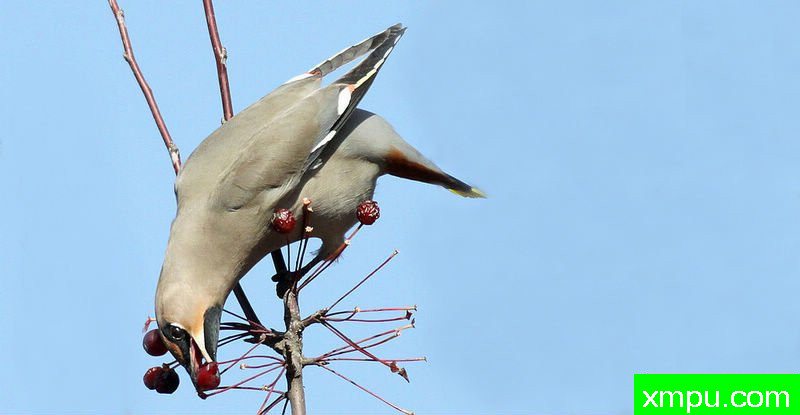 太平鸟觅食图02---著名自然摄影师：风邪摄影